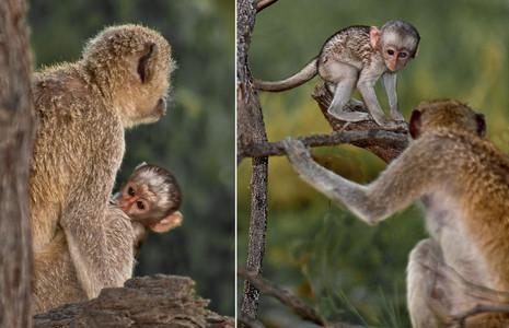 Vervet Monkey Mom & Baby