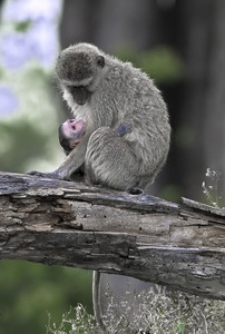 Vervet Monkey Baby