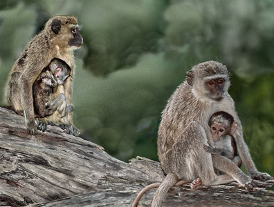 Vervet Monkey