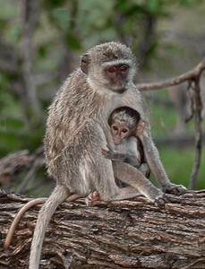 Vervet Monkey