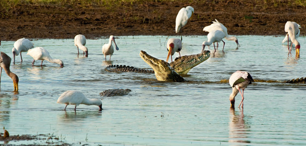 Crocodile