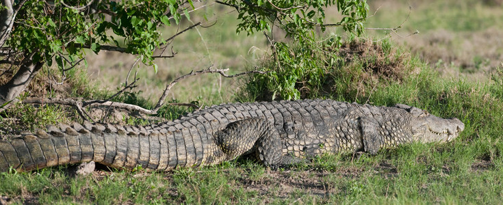 Crocodile Moving On