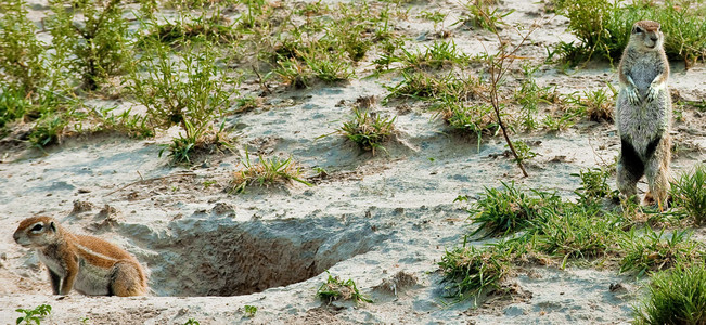 African Ground Squirrel