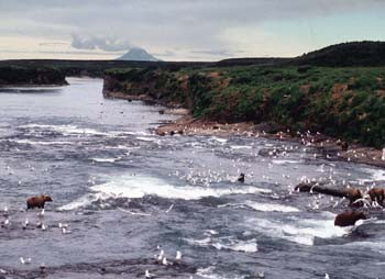 McNeil River