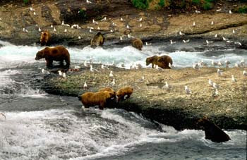 Grizzly Bears Fishing