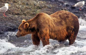 Old Grizzly fishing