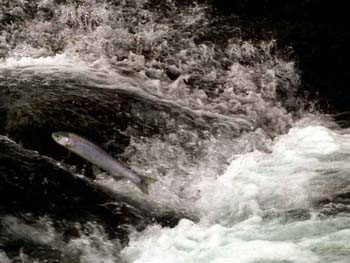 Salmon Shooting Rapids