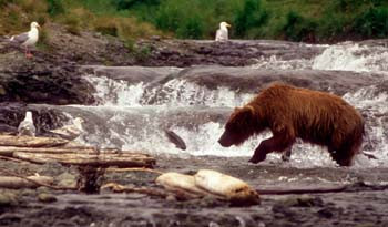 Grizzly Fishing