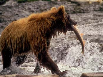 Grizzly with Salmon