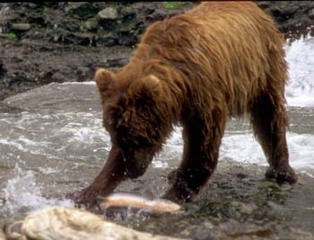 Grizzly Fishing