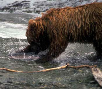 Grizzly Fishing