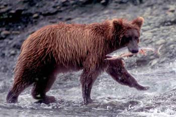 Grizzly Fishing