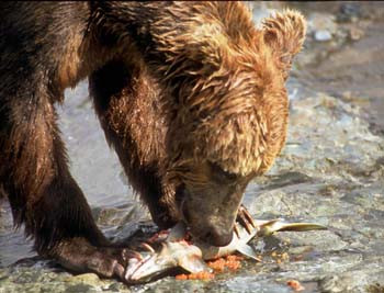 Grizzly Eating