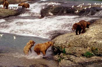 Grizzly Mother & Cubs