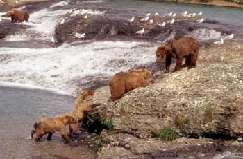 Grizzly Mother & Cubs