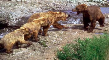 Grizzly Mother & Cubs