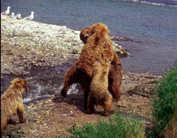 Grizzly Mother & Cubs