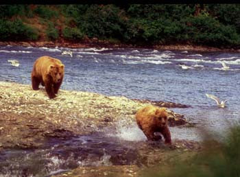 Grizzly Mother and Cubs