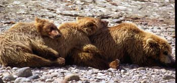 Mother & Two Cubs Resting on the Beach