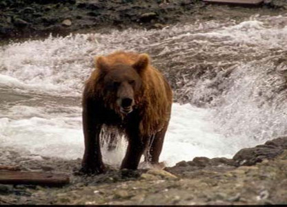 Grizzly Approaching