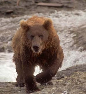 Grizzly Approaching