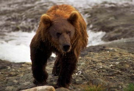 Grizzly Approaching