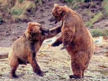 Grizzly Greeting