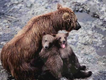 Grizzly with Spring Cubs