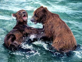 Cubs Play Fighting