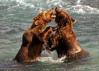 Cubs Play Fighting