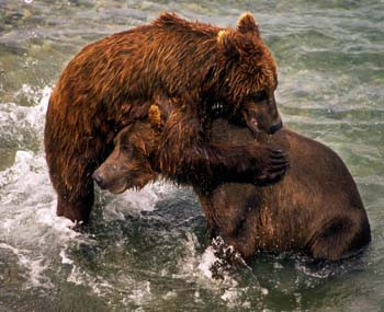 Cubs Play Fighting