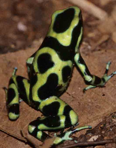 Green-Black Frog