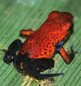 Poison Dart Frog