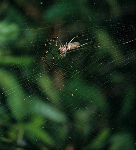 Orb-Web Spider