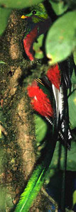 Resplendant Quetzal