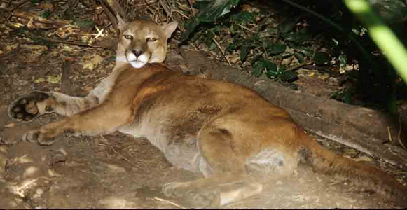 Puma