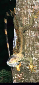 Green Iguana