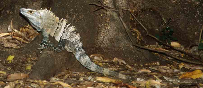 Spiney Lizard