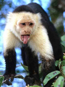 White-Faced Chapuchin Monkey