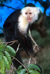 White-Faced Chapuchin Monkey