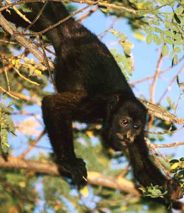 Howler Monkey