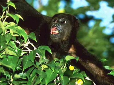 Howler Monkey Howling