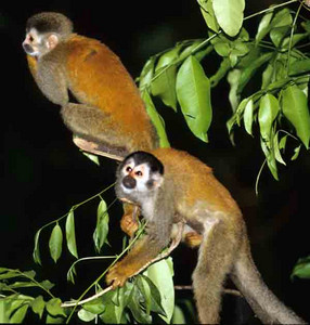 Squirrel Monkey Pair