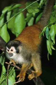 Squirrel Monkey