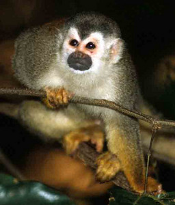 Squirrel Monkey