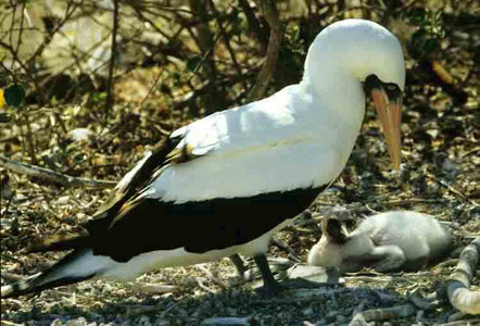 Masked Booby