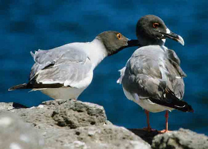 Swallowtailed Gulls