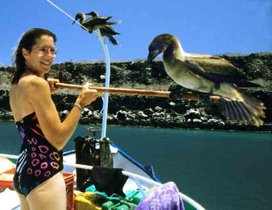 Lava Gull