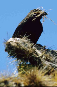 Ground Finch