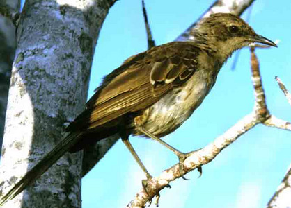 Cactus Finch